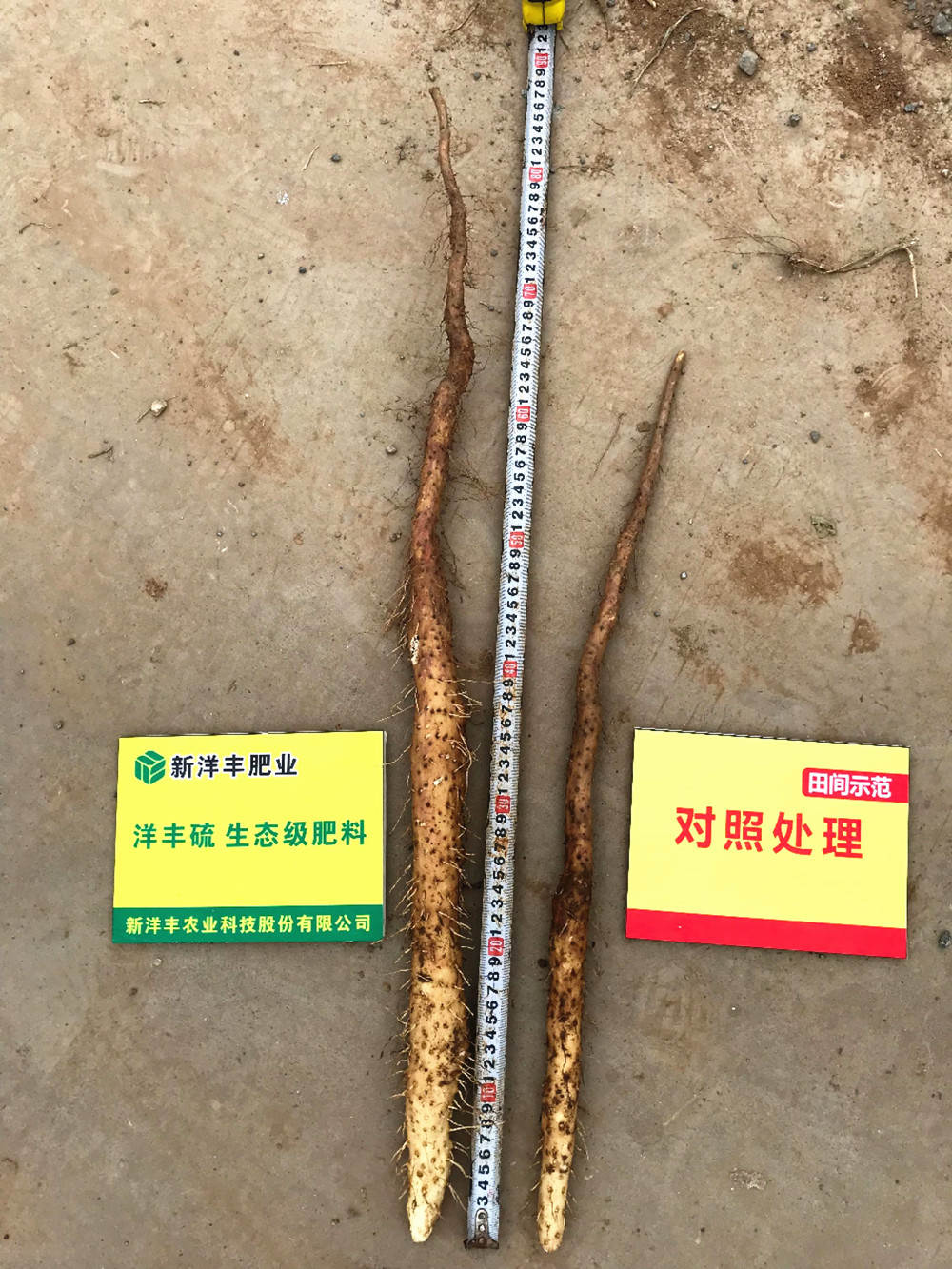 山药对比_副本.jpg