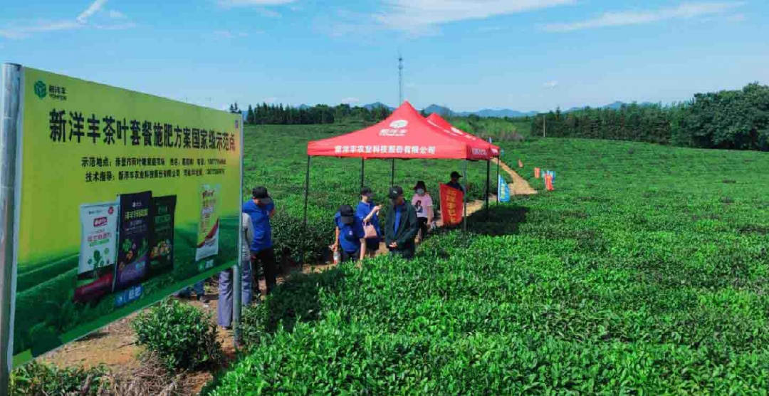 茶农们正在茶园观摩.jpg
