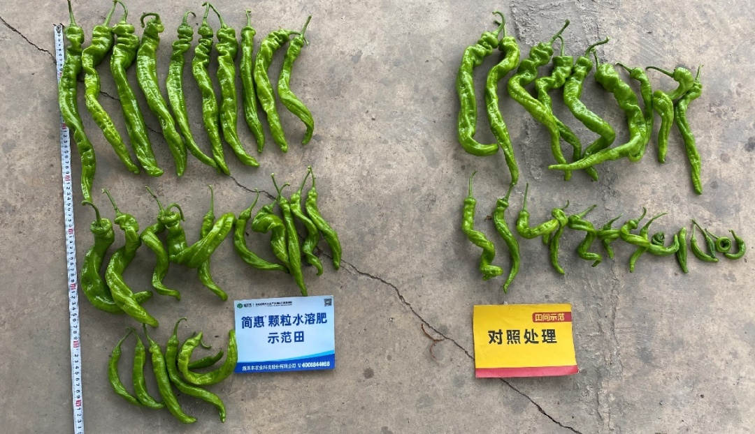 单株产量对比：示范田单株1.05kg；对照田单株0.65kg。.jpg