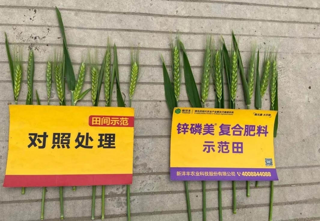 穗子对比：示范田穗子更大，更长，穗粒更多.jpg