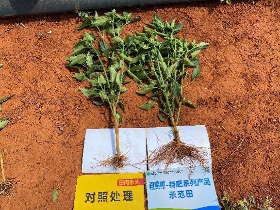 5月5日,植株对比.jpg