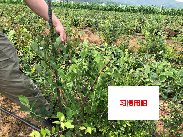 对照田株高_副本.jpg