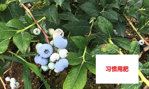 对照田转色情况_副本.jpg