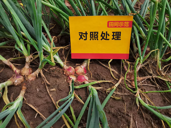 1对照田毛葱葱头田间长势_副本.jpg