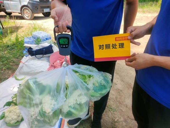 图片12,6棵白菜花重量对比(对照田).jpg