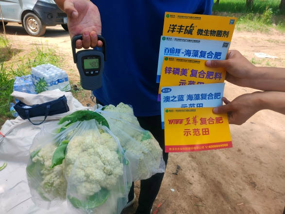图片3,16棵白菜花重量对比(示范田).jpg