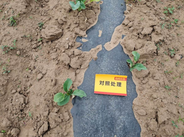 图片7生长期植株长势对比1.jpg 图片7生长期植株长势对比1.jpg