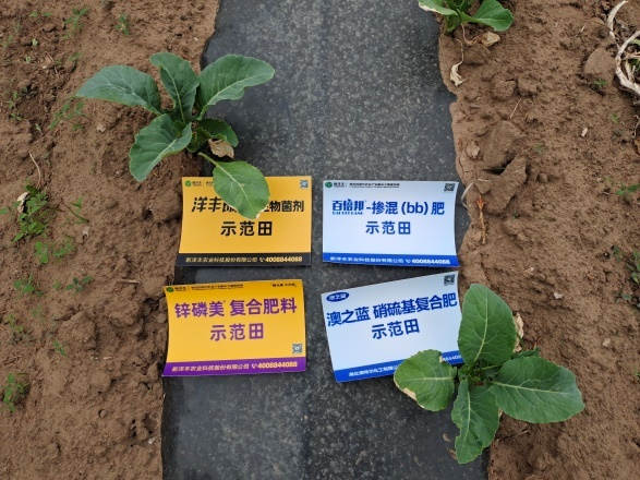 图片8生长期植株长势对比2.jpg