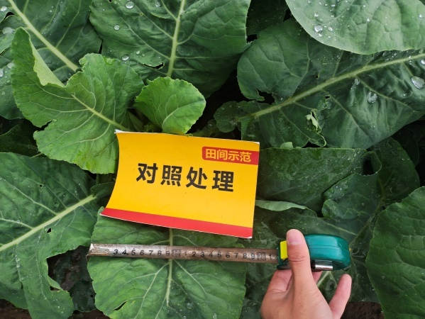 图片9生长后期植株叶片宽度对比(对照田).jpg 图片9生长后期植株叶片宽度对比(对照田).jpg
