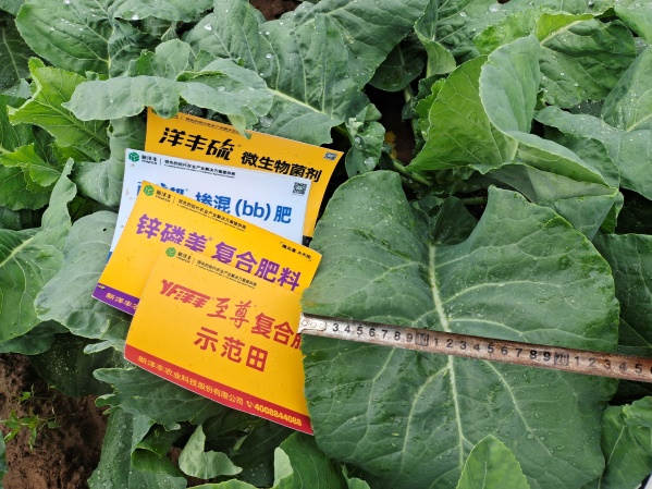图片10生长后期植株叶片宽度对比(示范田).jpg 图片10生长后期植株叶片宽度对比(示范田).jpg