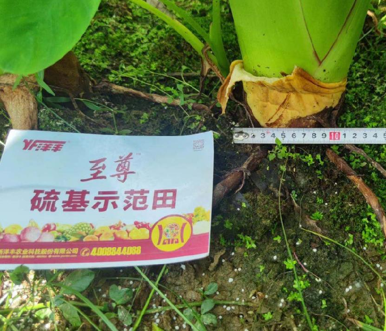 图片1示范田芋头茎粗.jpg 图片1示范田芋头茎粗.jpg