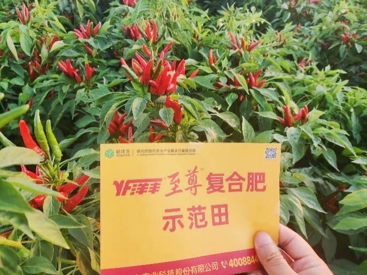 图片8-8,9月9日示范田辣椒长势_副本.jpg 图片8-8,9月9日示范田辣椒长势_副本.jpg