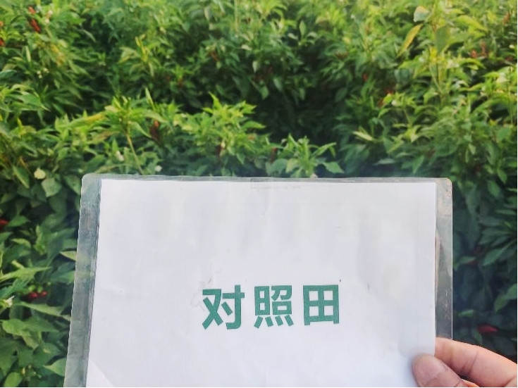 图片8,9月9日对照田辣椒长势_副本.jpg