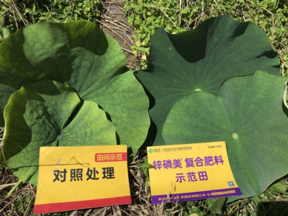 5月13日叶片长势.jpg