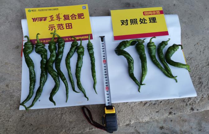 杨大哥单株挂果的质量对比.jpg