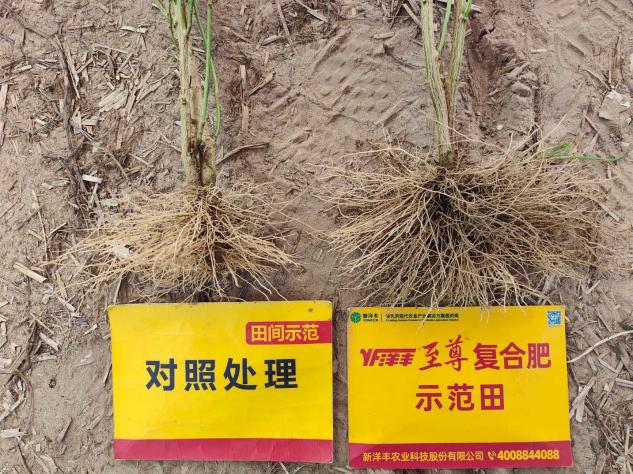 根系对比.jpg