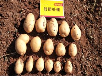 对照田种薯.jpg