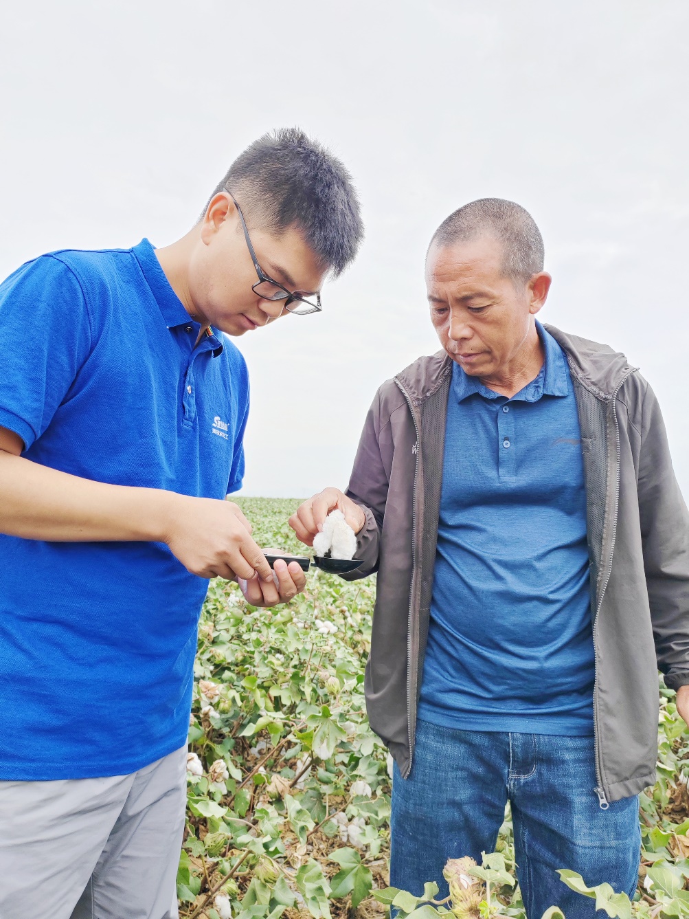 6686在线登录官网入口农艺师李春侨（左），在种植户陈克明（右）的棉田进行单铃测重，预估产量.jpg