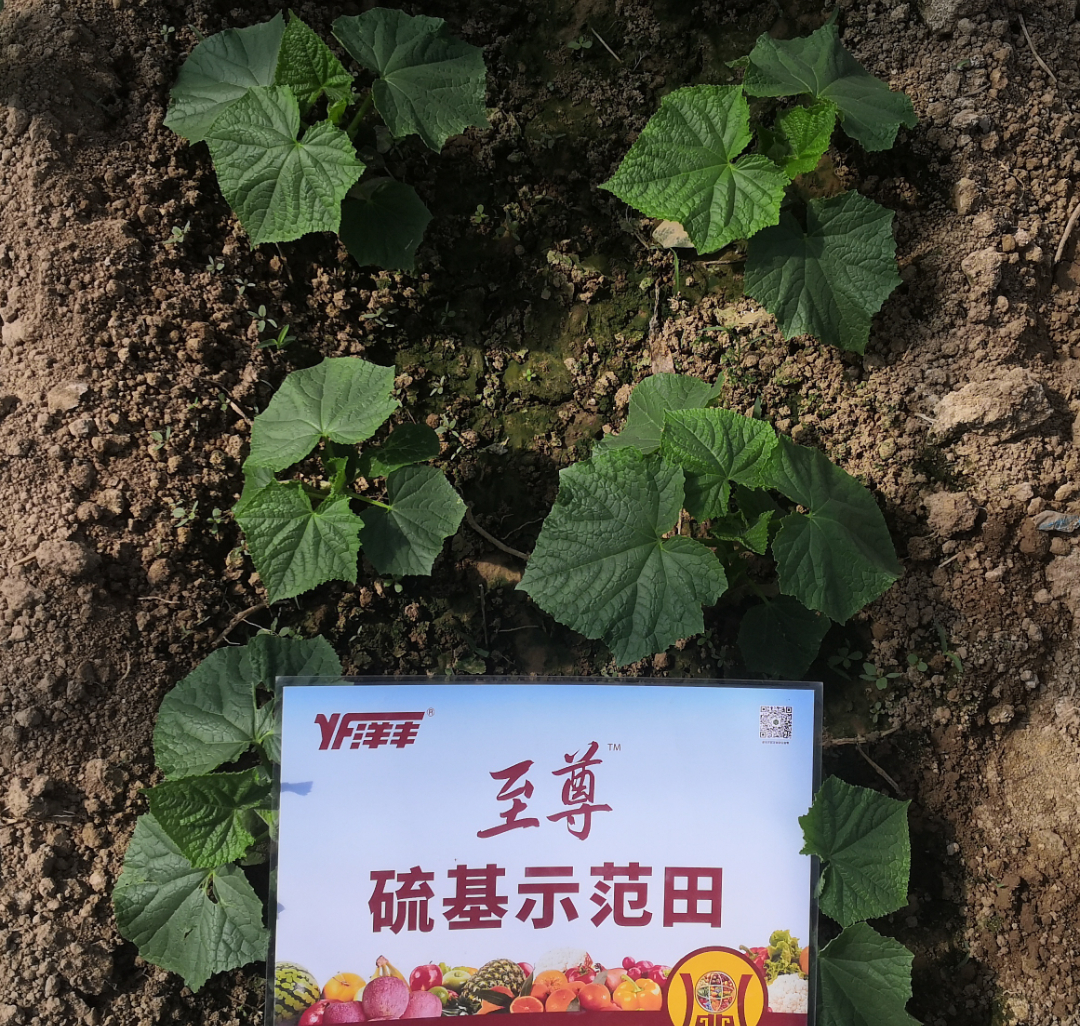 黄瓜幼苗期长势对比2.jpg